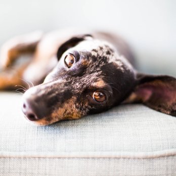 Shutter Pup Photography - Pet Photography Near Me Shutter Pup Photography - Pet Photography Near Me