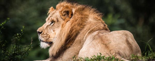 Disney Animal Kingdom by null
