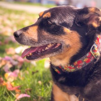 North Jersey Pet Sitters - Dog Walkers Near Me North Jersey Pet Sitters - Dog Walkers Near Me