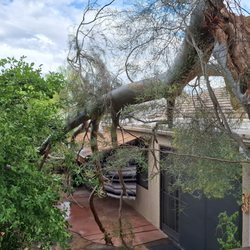 The Certified Arborist