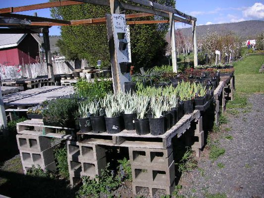 Plantscapes of Oregon by null