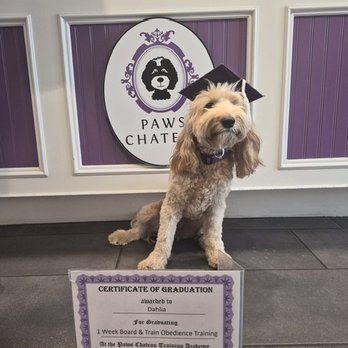 Paws Chateau - Pet Sitting Near Me - Huntington Beach, California