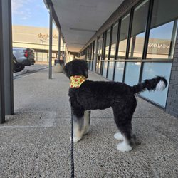 Dogtopia - look how clean he iss