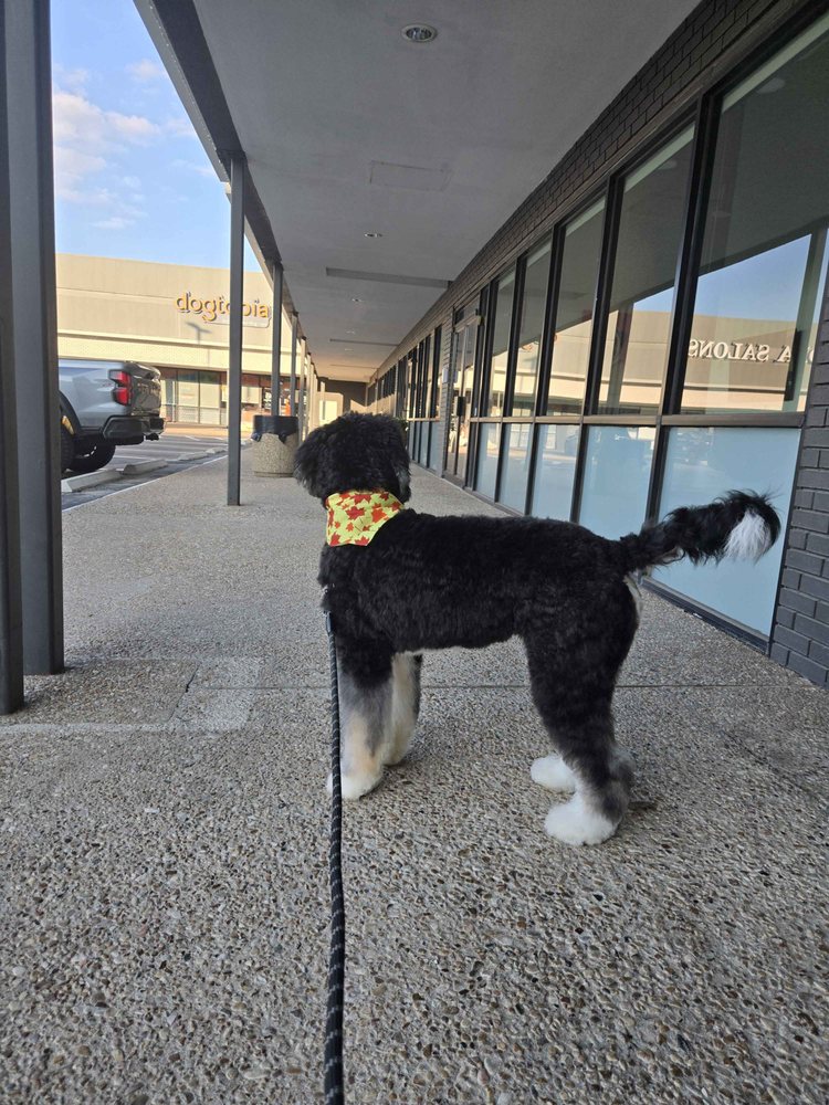 Dogtopia - pet boarding facility in Austin, TX