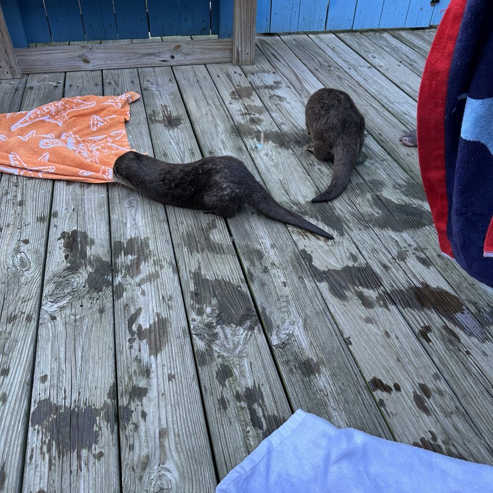 Coastal Wilds - Towel time. Bring an extra towel or share yours... - Petting Zoos Near Me - Frankford, Delaware Coastal Wilds - Towel time. Bring an extra towel or share yours... - Petting Zoos Near Me - Frankford, Delaware