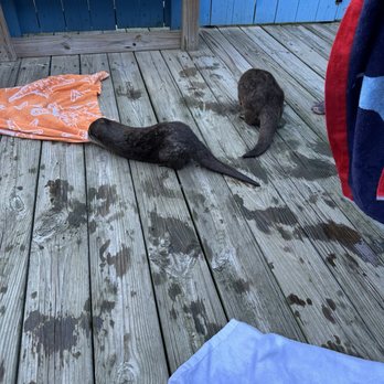 Coastal Wilds - Towel time. Bring an extra towel or share yours... - Petting Zoos Near Me - Frankford, Delaware