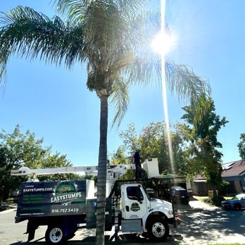 Easy Stumps Tree Services - Before trimming and there were five seed pods. - Tree Services Near Me - Folsom, California Easy Stumps Tree Services - Before trimming and there were five seed pods. - Tree Services Near Me - Folsom, California
