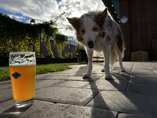 Single Hill Brewing by null
