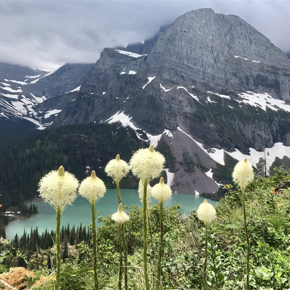 Bear grass in bloom