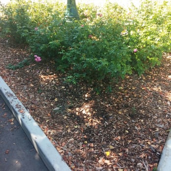 Central Park - The pink flowers are nice! - Parks Near Me - San Mateo, California