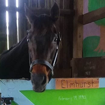 Our Mims Retirement Haven - Elmhurst, 29 y/o - Animal Shelters Near Me - Paris, Kentucky Our Mims Retirement Haven - Elmhurst, 29 y/o - Animal Shelters Near Me - Paris, Kentucky