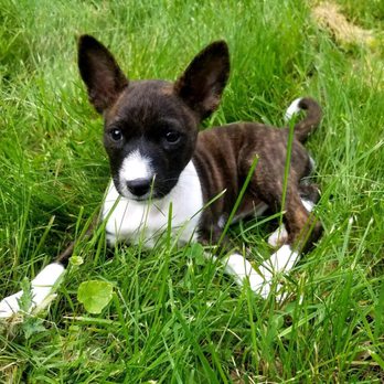 Nocturnal Kennels - Model status - Pet Services Near Me - Roxboro, North Carolina Nocturnal Kennels - Model status - Pet Services Near Me - Roxboro, North Carolina