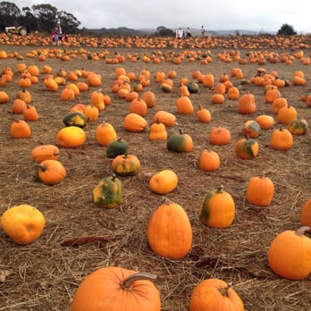 Bob's Vegetable Stand & Pumpkin Farm - Pumpkins as far as the eye can see - Pumpkin Patches Near Me - Half Moon Bay, California Bob's Vegetable Stand & Pumpkin Farm - Pumpkins as far as the eye can see - Pumpkin Patches Near Me - Half Moon Bay, California