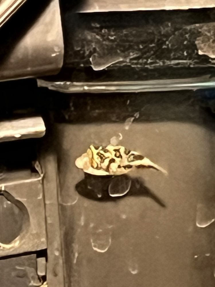 RMS Aquaculture - koi in Cleveland, OH