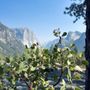 Photo of El Capitan