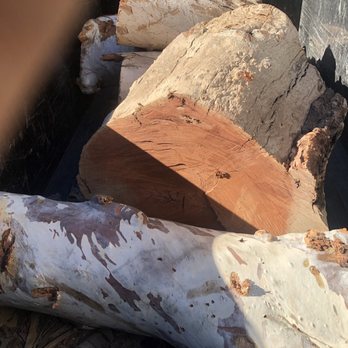 Palm Desert Tree Service - Eucalyptus - Tree Services Near Me - Palm Desert, California Palm Desert Tree Service - Eucalyptus - Tree Services Near Me - Palm Desert, California