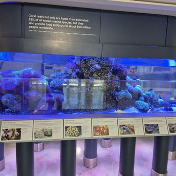 The Bailey-Matthews Shell Museum - Museums Near Me - Sanibel, Florida
