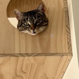 One of the cats up for adoption, looking out of one of the cat houses at the caffeinated cat café