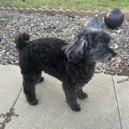 Miniature poodle Miniature poodle