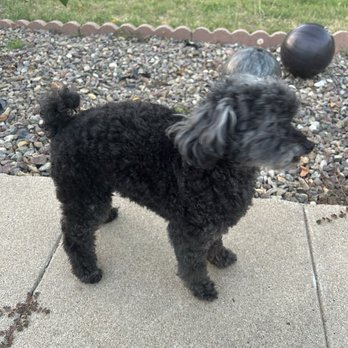 Yesi's Pet Grooming - Miniature poodle - Pet Groomers Near Me - San Diego, California