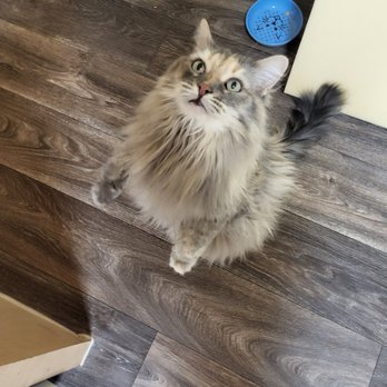 The Groomery - Mrs Whiskersons LOVES Jaliza and Sabrina! - Pet Groomers Near Me - Las Vegas, Nevada The Groomery - Mrs Whiskersons LOVES Jaliza and Sabrina! - Pet Groomers Near Me - Las Vegas, Nevada