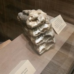 Mastodon tooth in the museum Mastodon tooth in the museum