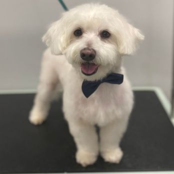 Cuddle Pet Grooming - Pet Groomers Near Me - Palm Coast, Florida Cuddle Pet Grooming - Pet Groomers Near Me - Palm Coast, Florida