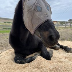 Ivey Ranch Park Riding Academy - Teddy