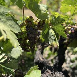 Grapes on the vine