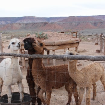 Fort Zion - Hungry Llamas.  Watch out for that middle one...he rules that pen! - American Near Me - Virgin, Utah