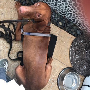 Urth Caffe - Dog friendly patio! - Coffee & Tea Near Me - Laguna Beach, California Urth Caffe - Dog friendly patio! - Coffee & Tea Near Me - Laguna Beach, California