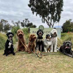 Doza’s Dogs - Daily Pack Walks!