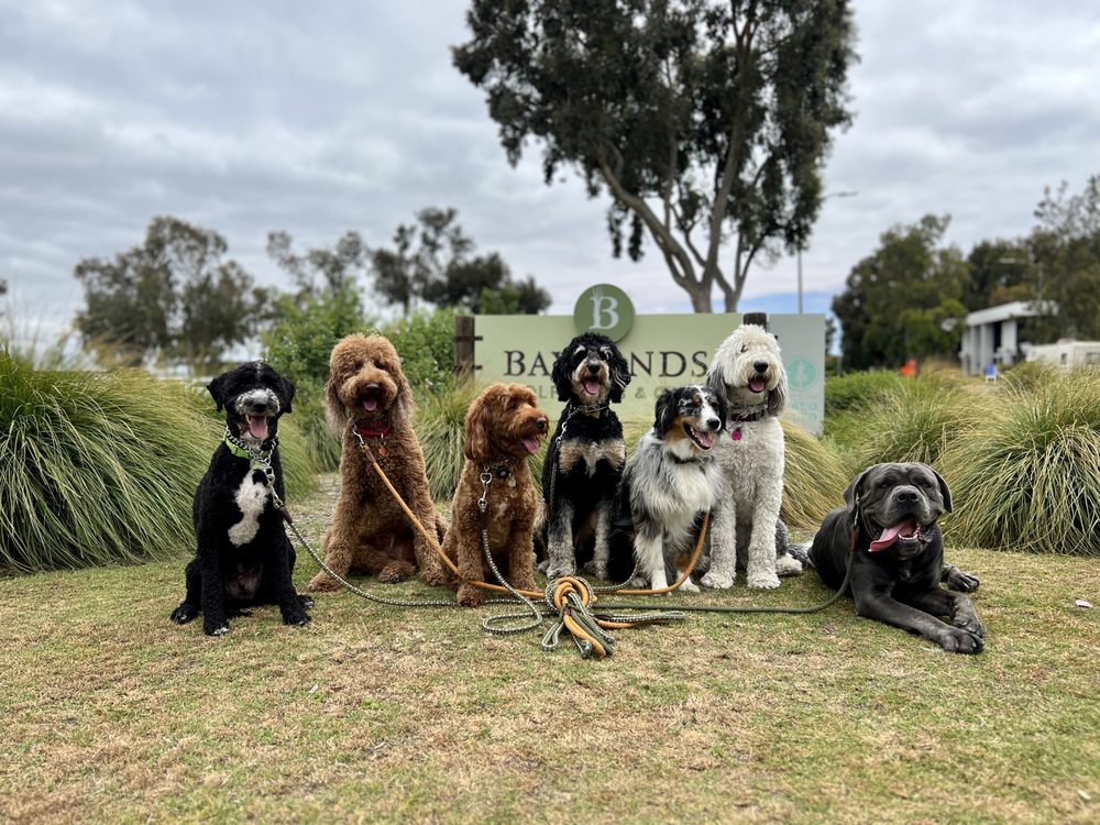 Doza’s Dogs - pet boarding facility in Palo Alto, CA