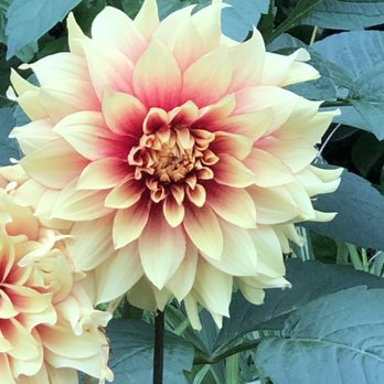 Pegasus Bay - Sampling of their divine garden - Bistros Near Me - Waipara, CAN