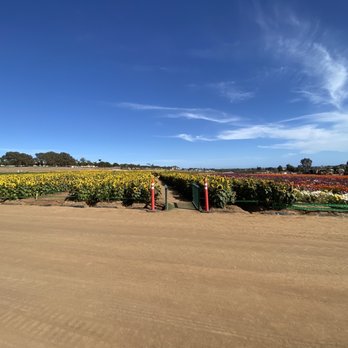 The Flower Fields - Venues & Event Spaces Near Me - Carlsbad, California The Flower Fields - Venues & Event Spaces Near Me - Carlsbad, California
