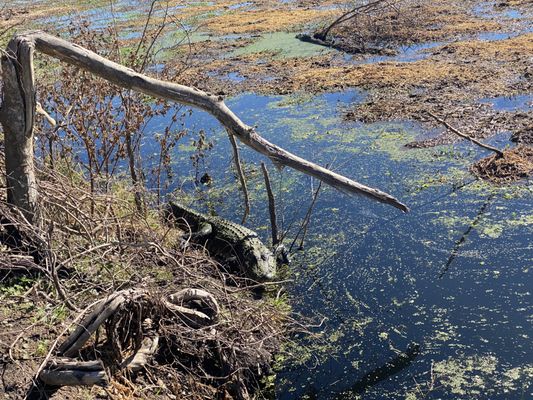 Brazos Bend State Park by null