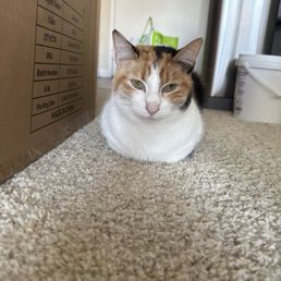 Laci