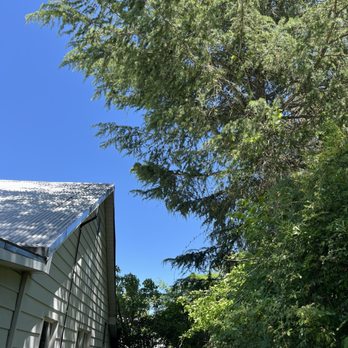 Certified Tree Service - Branches no longer on roof. - Tree Services Near Me Certified Tree Service - Branches no longer on roof. - Tree Services Near Me