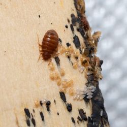 Go Go Pest Control