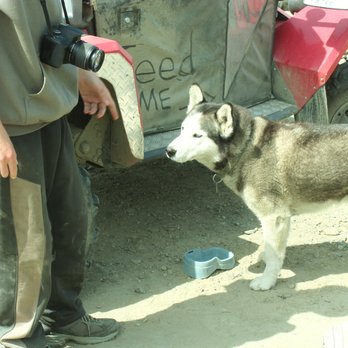 Adventure Kart Expedition - Adventure Kart mascot,Shadow, A really cool dog! - Tours Near Me - Ketchikan, Alaska Adventure Kart Expedition - Adventure Kart mascot,Shadow, A really cool dog! - Tours Near Me - Ketchikan, Alaska