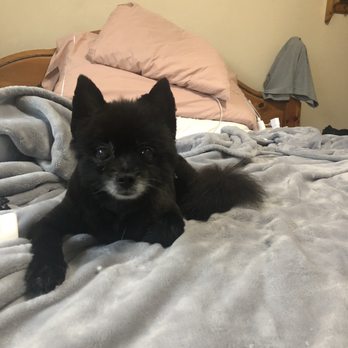 NW Muddy Puppy - Pet Groomers Near Me - Kelso, Washington