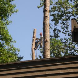 Silver Tree Service - Tree removal. Dangerous trees close to the house in East Cobb. Silver Tree Service Alpharetta. Serving North Metro Atlanta.