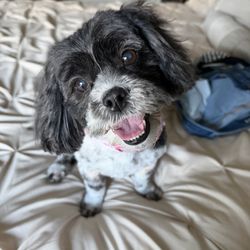 Diane's Dog Grooming