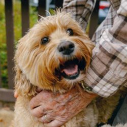 The Forum at Rancho San Antonio - Pet Friendly