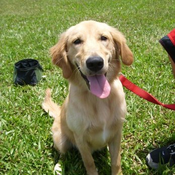 One Paw Forward - Pet Training Near Me One Paw Forward - Pet Training Near Me