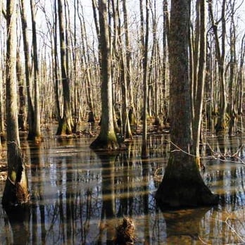 Beaverdam Boardwalk - black tupelo tress - Hiking Near Me - Madison, Alabama