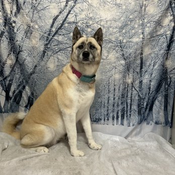 Justin’s Pet Grooming - Pet Groomers Near Me - Millerton, Pennsylvania