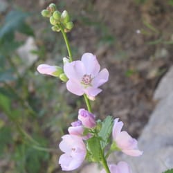 Intermittent Spring