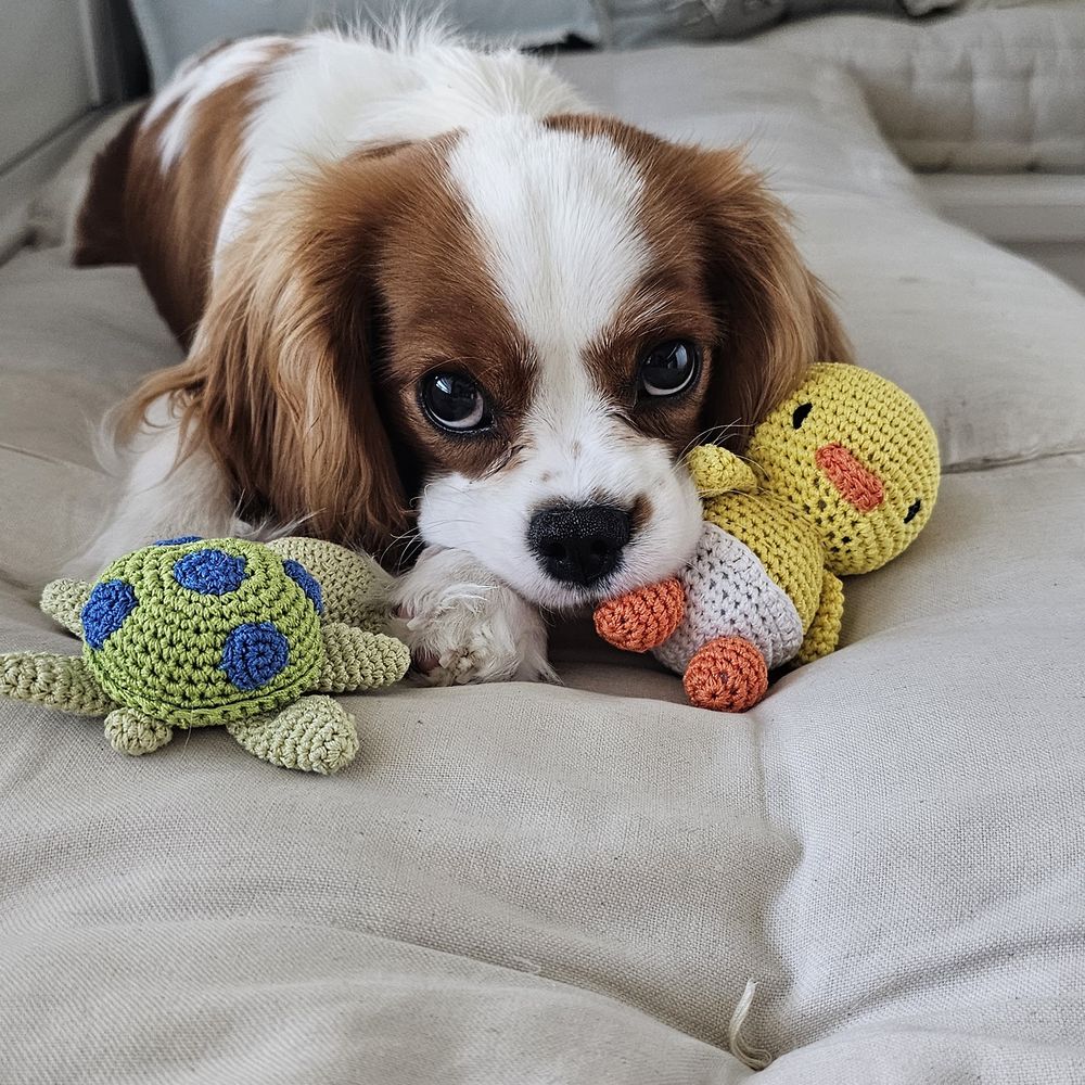 Cavalier Companions - Pet Breeders Near Me