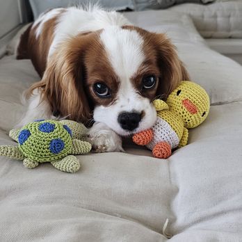 Cavalier Companions - Pet Breeders Near Me